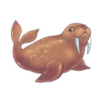 морж