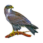 Шуліка