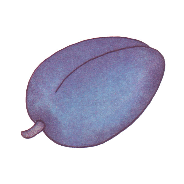 Слива