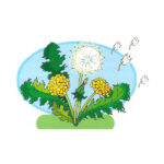 Кульбаба