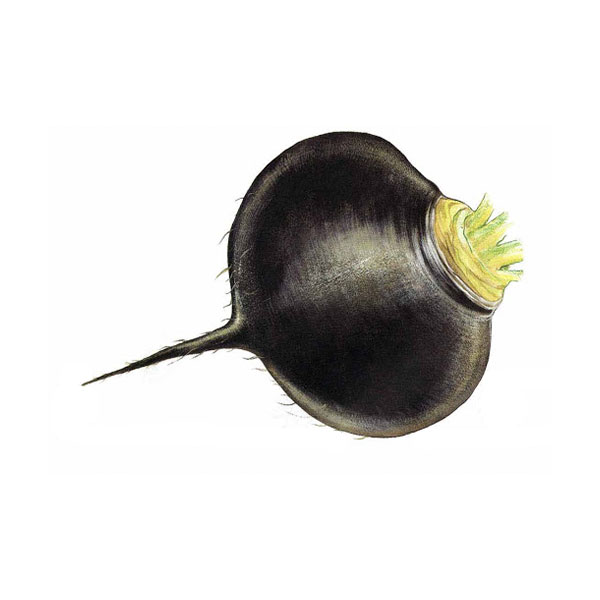 Редиска