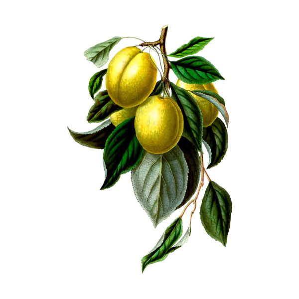 Алича