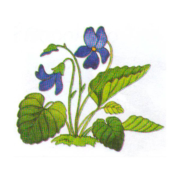 Фіалка