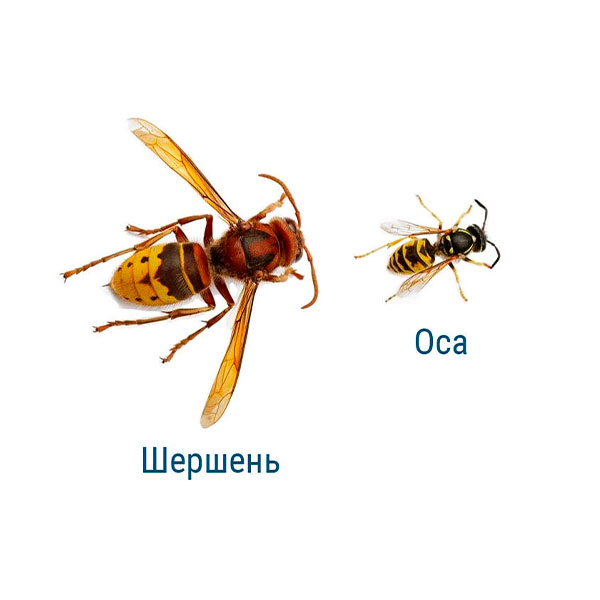 Шершень