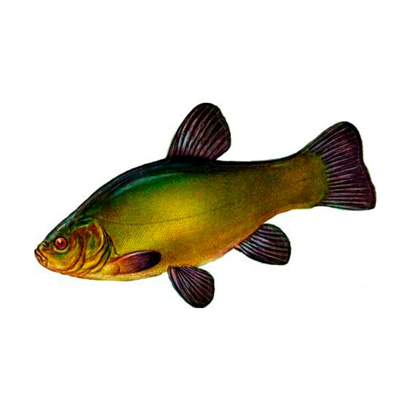 лин